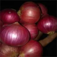 Rose Onion